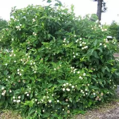 CEPHALANTHUS occidentalis - Bois Bouton