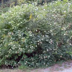 CEPHALANTHUS occidentalis - Bois Bouton