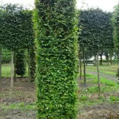 CARPINUS betulus - Charmille racines nues, plantes de haies pas cher