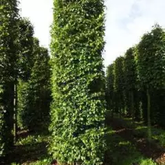 CARPINUS betulus - Charmille racines nues, plantes de haies pas cher