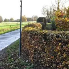 CARPINUS betulus - Charmille racines nues, plantes de haies pas cher