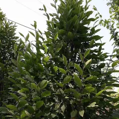 CARPINUS betulus 'Monument' - Charme commun Fastigié