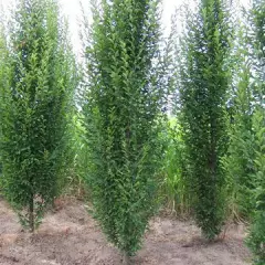 CARPINUS betulus 'Monument' - Charme commun Fastigié