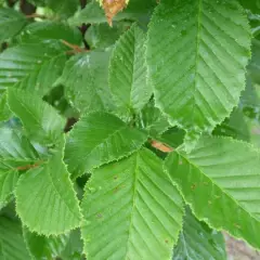 CARPINUS betulus 'Monument' - Charme commun Fastigié