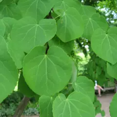 CERCIDIPHYLLUM japonicum - Arbre à caramel