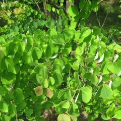 CERCIDIPHYLLUM japonicum - Arbre à caramel