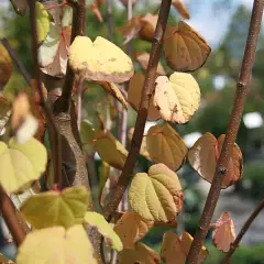 CERCIDIPHYLLUM japonicum - Arbre à caramel