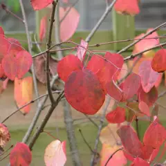 CERCIDIPHYLLUM japonicum - Arbre à caramel