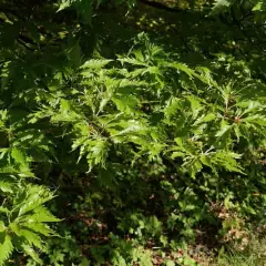 FAGUS sylvatica 'Asplenifolia' - Hêtre à feuilles de Fougère