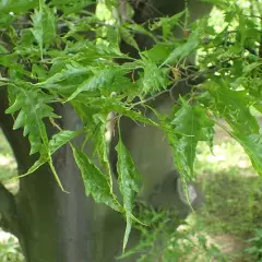 FAGUS sylvatica 'Asplenifolia' - Hêtre à feuilles de Fougère