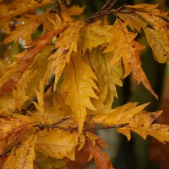 FAGUS sylvatica 'Asplenifolia' - Hêtre à feuilles de Fougère