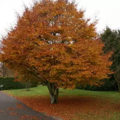 FAGUS sylvatica 'Asplenifolia' - Hêtre à feuilles de Fougère