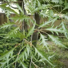 FAGUS sylvatica 'Asplenifolia' - Hêtre à feuilles de Fougère