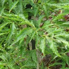 FAGUS sylvatica 'Asplenifolia' - Hêtre à feuilles de Fougère