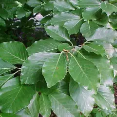 FAGUS sylvatica - Plantes de haie, Hêtre