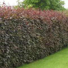 FAGUS sylvatica 'Purpurea' - Plantes de haie, Hêtre à feuilles pourpres