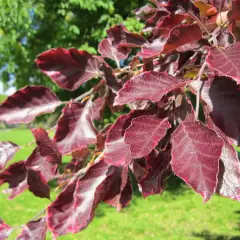 FAGUS sylvatica 'Purpurea' - Plantes de haie, Hêtre à feuilles pourpres