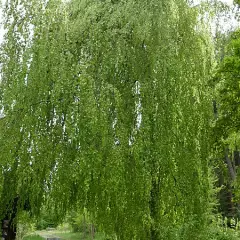 FAGUS sylvatica 'Pendula' - Hêtre pleureur