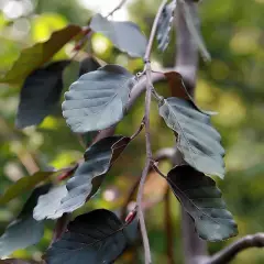 FAGUS sylvatica 'Purple Fountain' - Hêtre commun pleureur