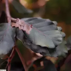 FAGUS sylvatica 'Purple Fountain' - Hêtre commun pleureur