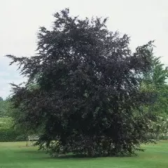 FAGUS sylvatica 'Riversii' - Hêtre pourpre 'Rversii'