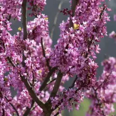 CERCIS siliquastrum - Arbre de judée