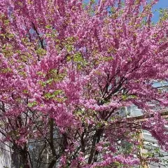 CERCIS siliquastrum - Arbre de judée