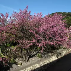 CERCIS siliquastrum - Arbre de judée