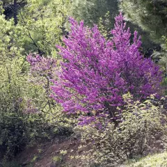 CERCIS siliquastrum - Arbre de judée