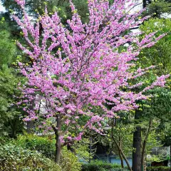 CERCIS siliquastrum - Arbre de judée