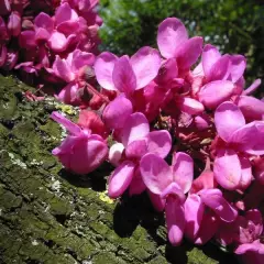 CERCIS siliquastrum - Arbre de judée