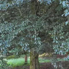 FAGUS sylvatica 'Rohanii' - Hêtre 'Rohanii'