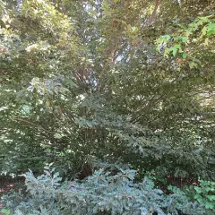 FAGUS sylvatica 'Rohanii' - Hêtre 'Rohanii'