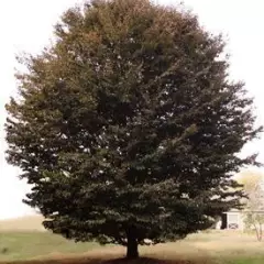 FAGUS sylvatica 'Rohanii' - Hêtre 'Rohanii'