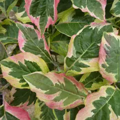 CORNUS florida 'Cherokee Daybreak' - Cornouiller à fleurs