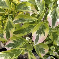 CORNUS florida 'Cherokee Daybreak' - Cornouiller à fleurs