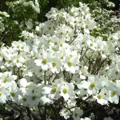 CORNUS florida 'Cherokee Daybreak' - Cornouiller à fleurs