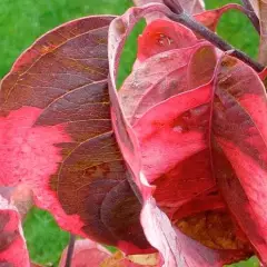 CORNUS florida 'Rainbow' - Cornouiller à fleurs