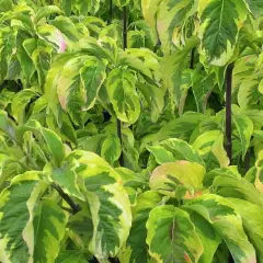 CORNUS florida 'Rainbow' - Cornouiller à fleurs