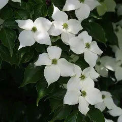 CORNUS kousa 'China Girl' - Cornouiller du Japon à fleurs