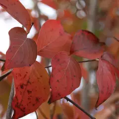 CORNUS kousa 'China Girl' - Cornouiller du Japon à fleurs