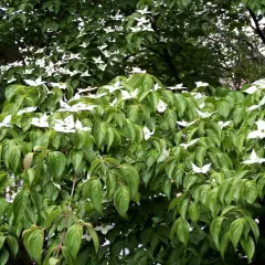 CORNUS kousa 'China Girl' - Cornouiller du Japon à fleurs