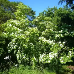 CORNUS kousa 'China Girl' - Cornouiller du Japon à fleurs