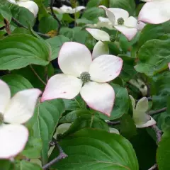 CORNUS kousa 'China Girl' - Cornouiller du Japon à fleurs