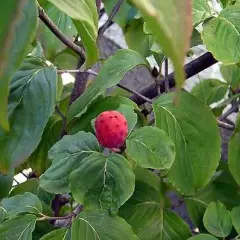 CORNUS kousa 'China Girl' - Cornouiller à fleurs