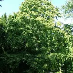 CORYLUS colurna - Noisetier de Bysance