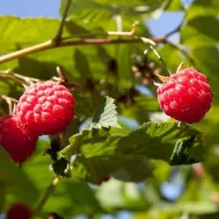 Framboisier remontant 'Autumn Bliss' ® - Rubus Ideaus 'Atumn Bliss' ®