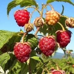 Framboisier remontant 'Autumn Bliss' ® - Rubus Ideaus 'Atumn Bliss' ®