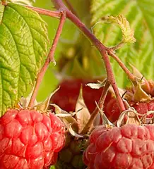 Framboisier remontant 'Héritage' - Rubus ideaus 'Heritage'