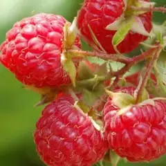 Framboisier non remontant 'Willamette' - Rubus ideaus 'Wilamette'